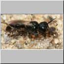 Diodontus sp - Grabwespe w04a 5-6mm mit Blattlaus.jpg